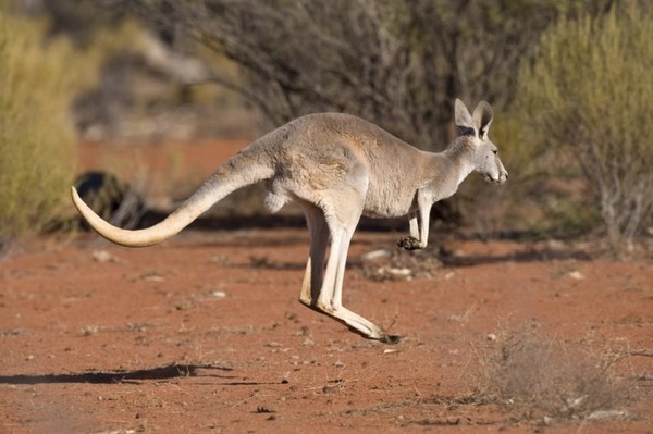 La queue du kangourou a-t-elle une utilité particulière ?