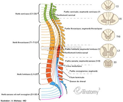 La moelle épinière est à l’origine des nerfs rachidiens, et chaque nerf rachidien sort entre deux vertèbres. Elle est segmentée en 31 morceaux, étant à l’origine d’une paire de nerfs (une à droite, une à gauche)