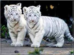 Que mangent ces  tigres ?