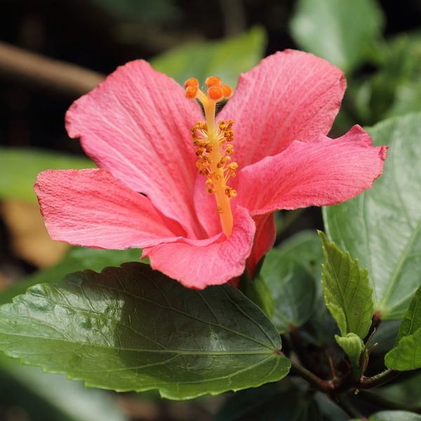 Qu'est-ce qu'un hibiscus ?