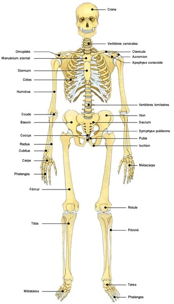 Parmis ces 4 propositions laquelle ne désigne pas un os du squelette humain ?