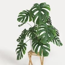 Donnez le nom usuel, le nom botanique et la famille de cette plante :
