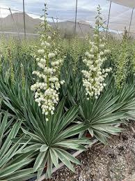 Donnez le nom usuel et le nom botanique de cette plante ?