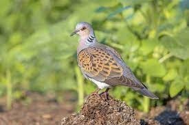 Cet oiseau vit normalement en forêt mais il est courant de l'apercevoir dans les jardins et les rues !
