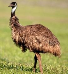 C'est le 2° plus grand oiseau (qui ne sait pas voler) et il ne vit qu'en Australie