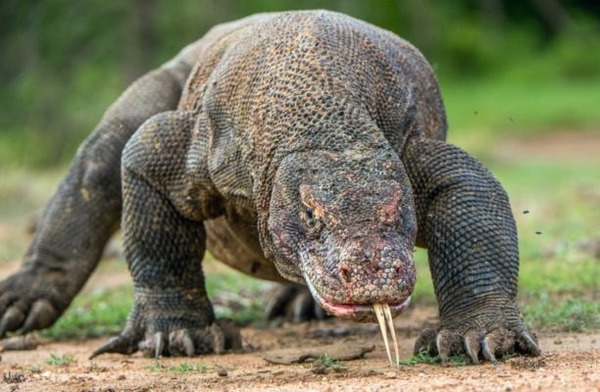 Comment s'appelle ce reptile absolument terrifiant pouvant mesurer jusque 3 mètres ?