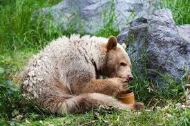 L'ours, qui aime manger du miel, est un animal...