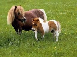 Ces chevaux sont-ils des shetland ?