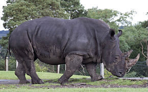 Lequel de ses 5 sens est le plus utile au rhinocéros blanc ?