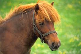 De quelle couleur sont les crins de ce poney ?