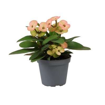 Donnez le nom commun et le nom botanique de cette plante ?