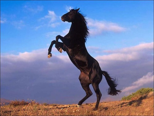 Un poney/cheval voit bien le jour et mal la nuit ?