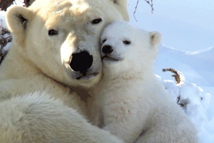 Combien pèse un ours polaire mâle adulte en moyenne ?