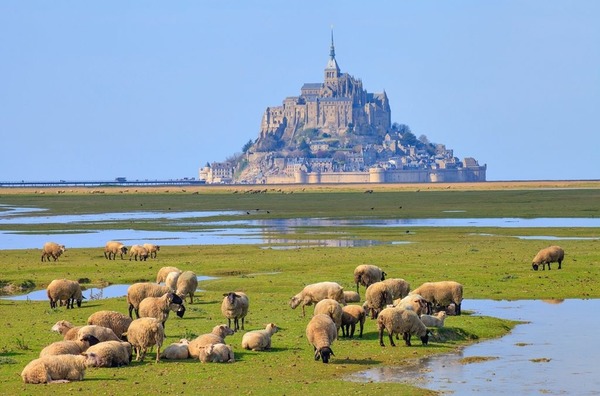 De quel endroit de Normandie, sont originaire les fameux agneaux de pré-salé ?