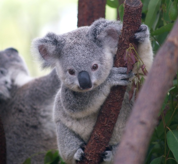 Le koala est étroitement lié à...