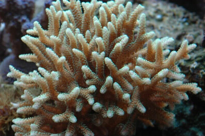Combien de polypes peuvent-être trouvés dans un corail ?