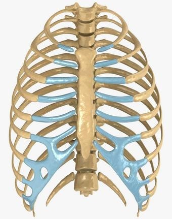 Comment s'appelle l'os situé en avant de la cage thoracique ?