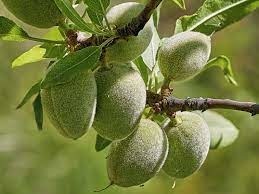 L’amandon est le fruit à coque produit par l’amandier, il renferme un noyau exquis et croquant, l’amande. De quelle couleur est ce fruit ?