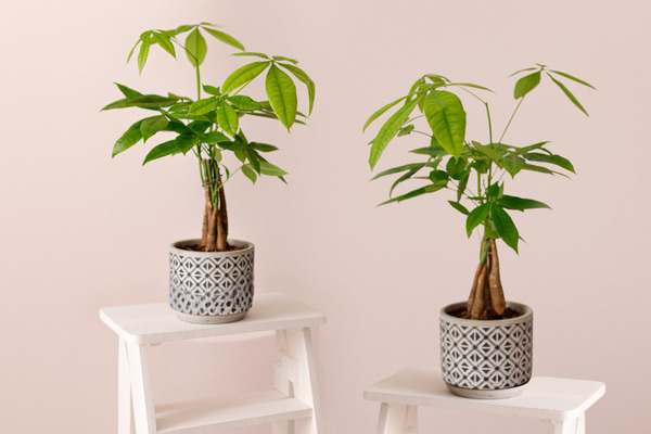 Donnez le nom usuel et le nom botanique de cette plante ?