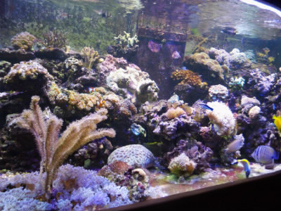 Un aquarium récifal est: