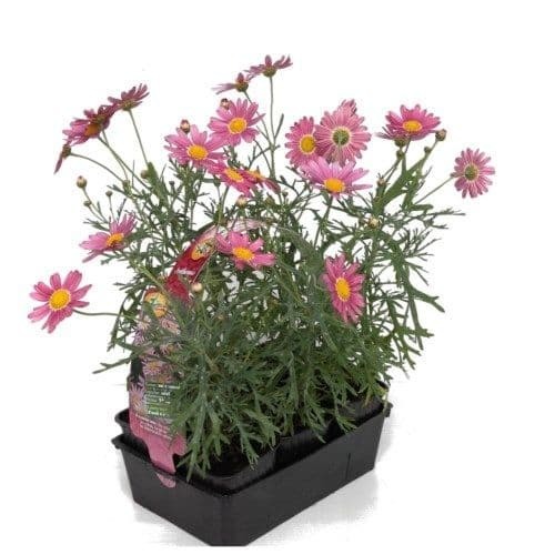 Donnez le nom usuel de cette plante :