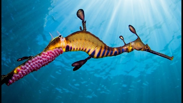 Quel poisson d'Australie, proche de l'hippocampe, existe en deux espèces ?