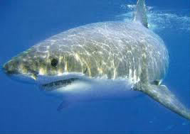 Quelle est l'espérance de vie d'un grand requin blanc ?