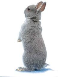 Quelle est la maladie mortelle chez le lapin nain ?