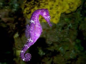 Est-ce que chez l'hippocampe c'est la femelle qui pond les petits ou le mâle ?