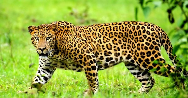 Quelle est la particularité du léopard ?