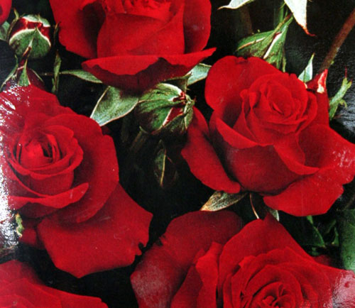 Une variété de roses porte le nom de Romy Schneider. Quelle est leur couleur ?