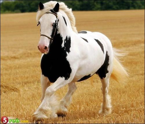Comment appelle-t-on la robe de ce cheval ?