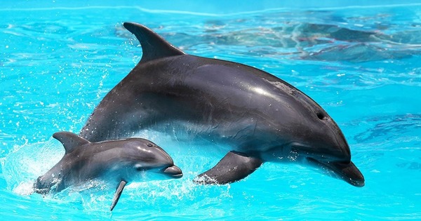 Chez les dauphins, la gestation dure ...