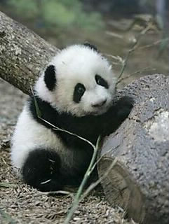 De quoi se nourrit le panda ?
