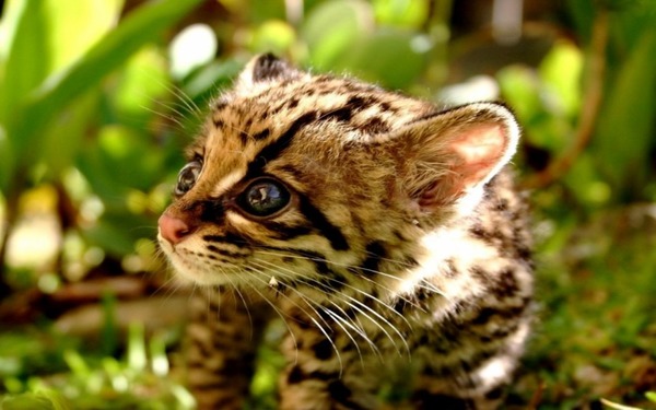 On peut voir ce chat sauvage en Amérique du Sud et Centrale !