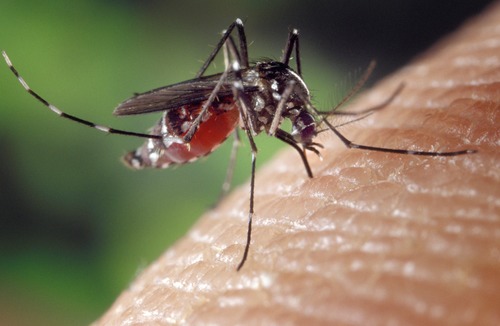 Comment les moustiques repèrent-ils leurs "victimes" ?