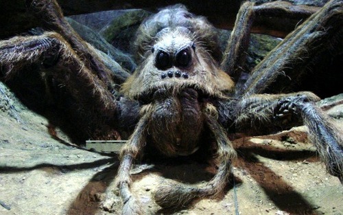 Comment s'appelle l'araigné d'Agrid ?