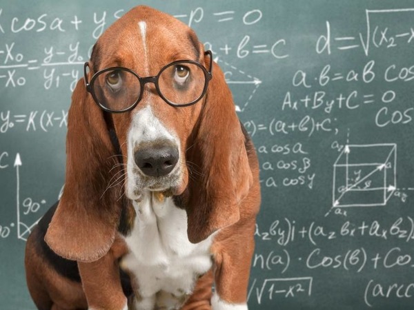 Quelle race de chiens est à priori la plus intelligente ?