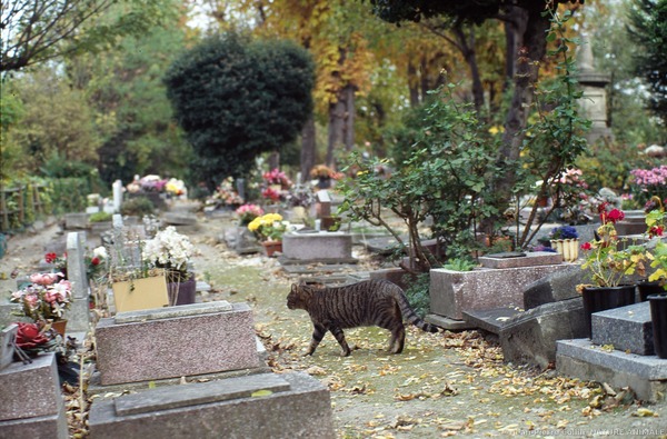 À Asnières-sur-Seine, près de Paris, on trouve l'un des plus vieux cimetières...