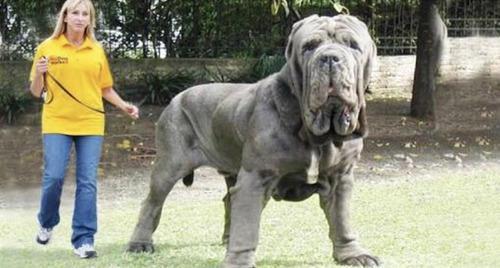 Qual foi o maior cachorro do mundo?