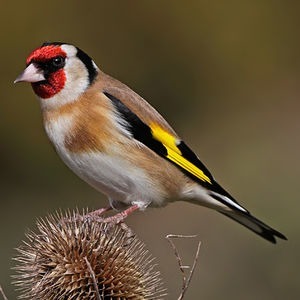 Cet oiseau, à la tête couleur rouge sang, se nourrit exclusivement de graines