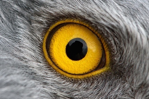 À quel animal appartient cet œil ?