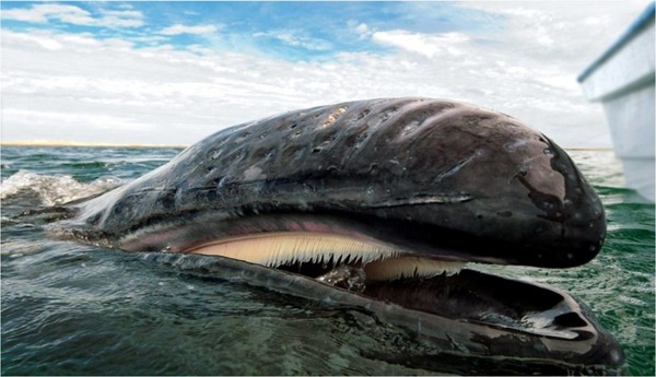 Les baleines n’ont pas de dents, mais leur mâchoire est garnie de longues lames cornées et fibreuses. Comment les appelle-t-on ?