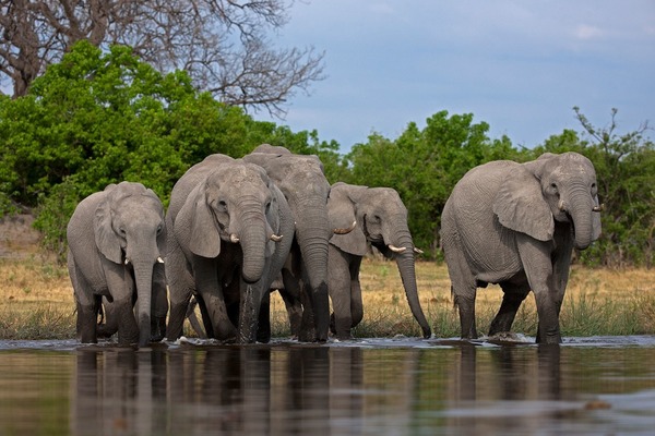 Combien d'espèces d'éléphants existe-t-il ?