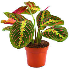 Donnez le nom usuel de cette plante ?