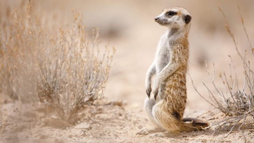 Question à 72 000 €: Souvent posté sur ses pattes arrières avec la tête bien droite, le suricate est surnommé...