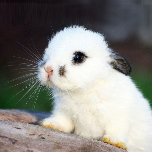 La masse idéale du lapin nain de race à l'âge adulte se situe entre ...
