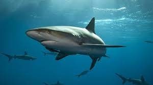 Le sixième sens des requins provient des organes sensitifs appelés ampoules de...