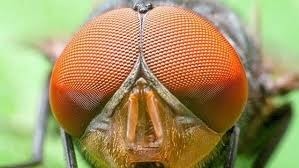 A quel animal appartiennent ces yeux ?
