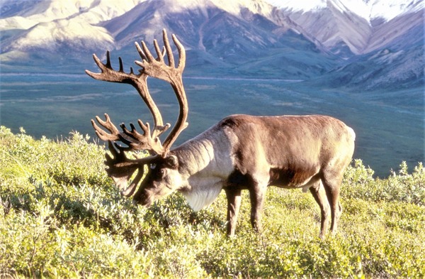 Comment appelle-t-on le renne au Canada, cervidé des régions arctiques et subarctiques ?